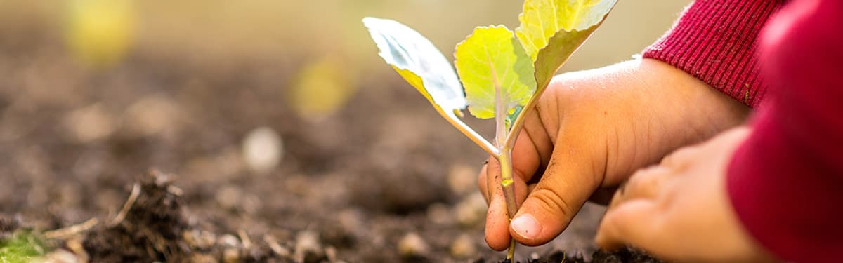 Closeup photo of a child planting a plant.